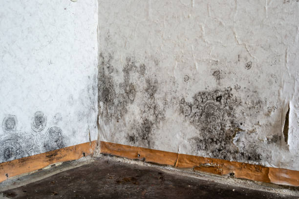 Best Mold removal after water damage  in Espy, PA